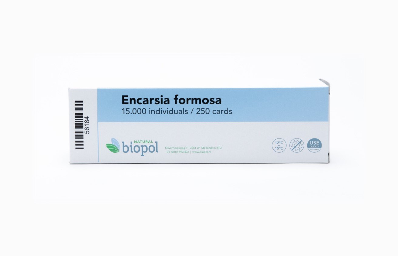 Encarsia formosa - 15.000 pupae / 50 strips / 250 cards