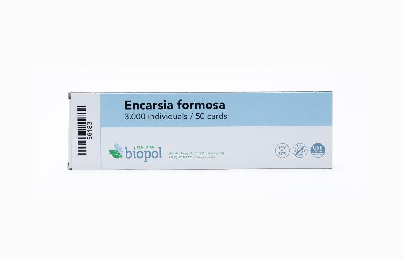 Encarsia formosa - 3.000 pupae / 10 strips / 50 cards